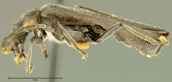 Media type: image;   Entomology 24168 Aspect: habitus lateral view